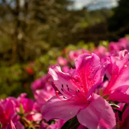 Quinta Da Mo * Furnas (Azores)