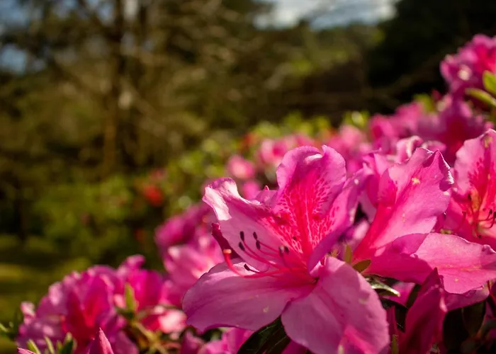 Quinta Da Mo * Furnas (Azores)